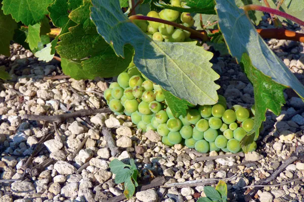 Gavalas Winery Winery
