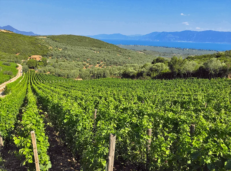 vineyard