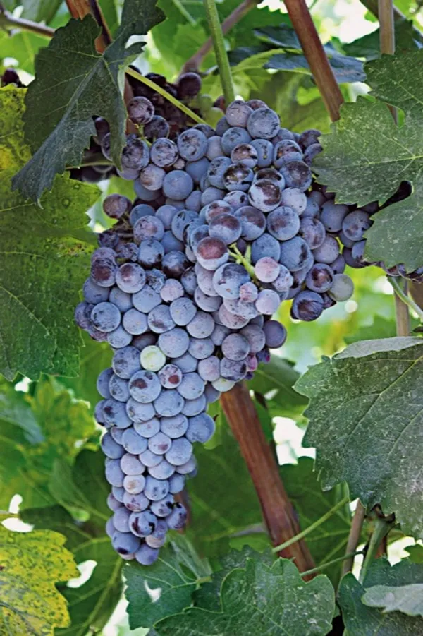 Mavrotragano varietal