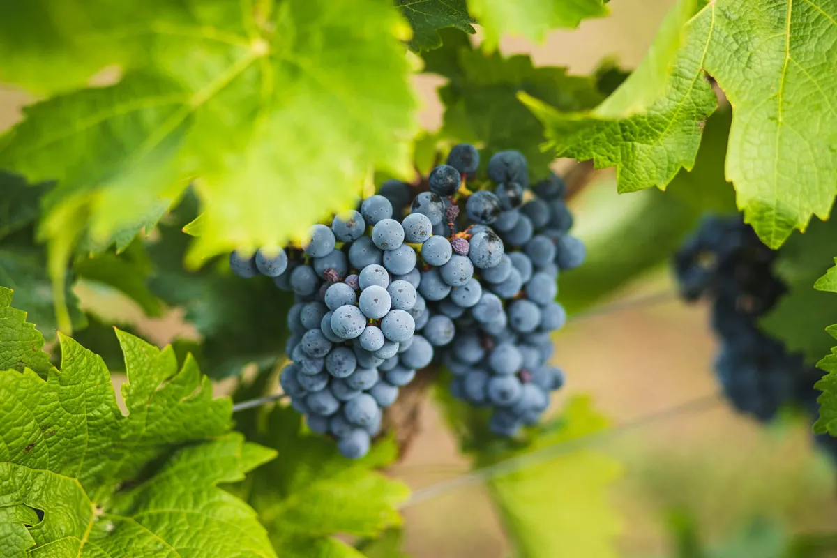 Award-Winning Greek Wine Grapes